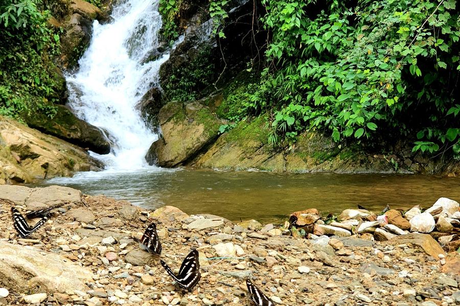 Butterflies at a forest waterfall — the vector and habitat interface