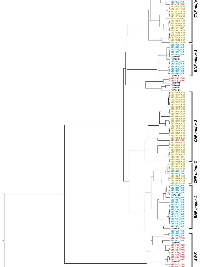 Phylogenetic tree from a strain-tracking analysis