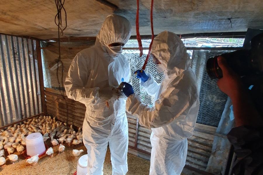 Researchers in PPE sampling birds at a poultry farm